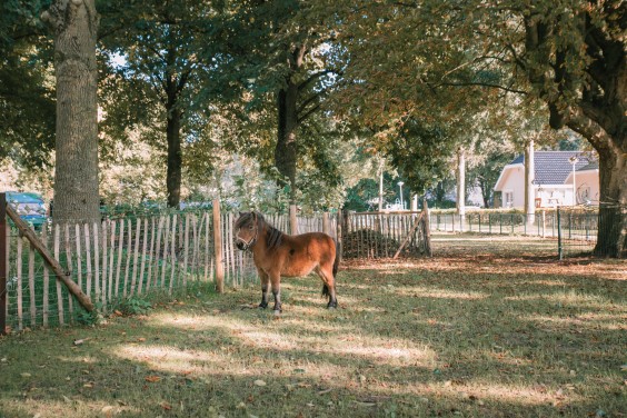 De Falabella's | Fotografie: Sheena Schouwink