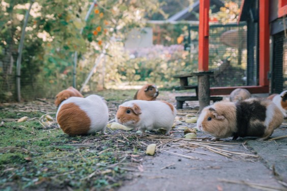 Ze hebben dieren van groot naar klein | Fotografie: Sheena Schouwink