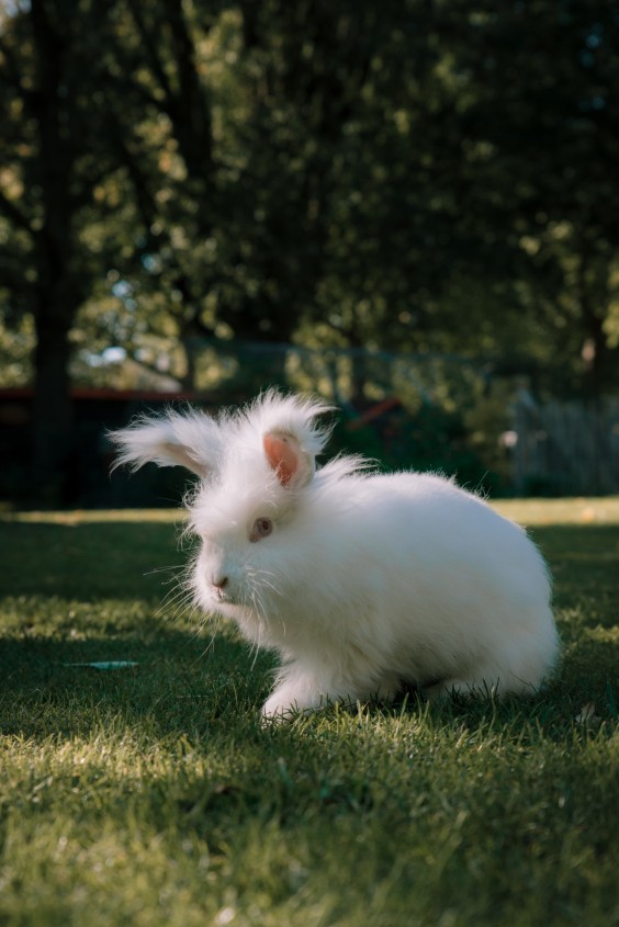 De knuffelkonijnen | Fotografie: Sheena Schouwink