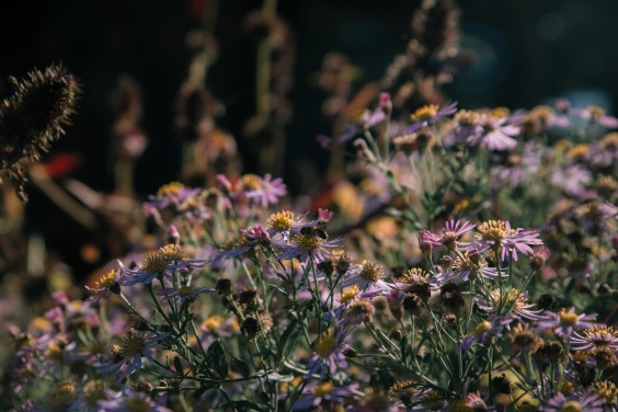 De vele dieren en bloemen zorgen voor rust | Fotografie: Sheena Schouwink