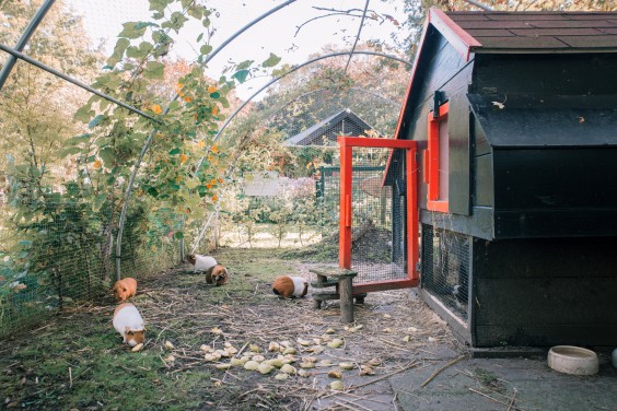 Het cavia verblijf | Fotografie: Sheena Schouwink