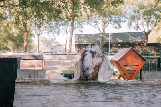 De geiten bij Dierenweide Dieze Oost | Fotografie: Sheena Schouwink