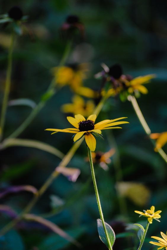 Kijktuin Amstelpark Amsterdam | Fotografie: Sheena Schouwink