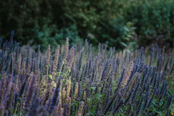 Kijktuin Amstelpark Amsterdam | Fotografie: Sheena Schouwink