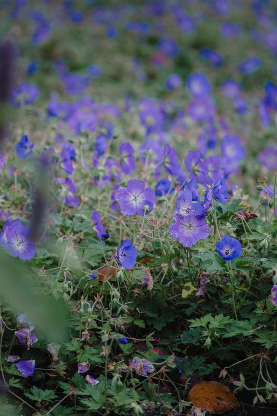 Kijktuin Amstelpark Amsterdam | Fotografie: Sheena Schouwink