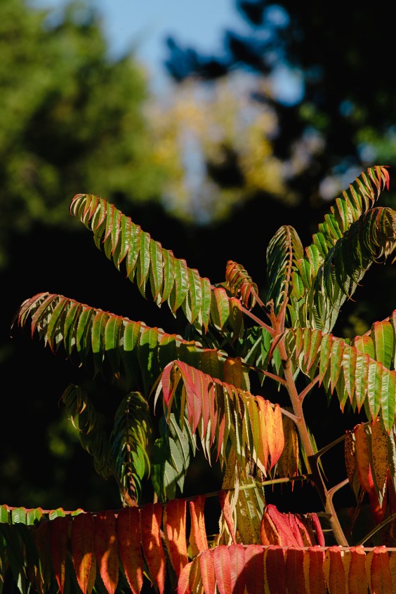 Kijktuin Amstelpark Amsterdam | Fotografie: Sheena Schouwink