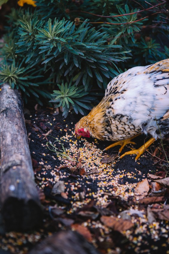 Boerderij aan de dijk | Fotografie: Roos Eijmers