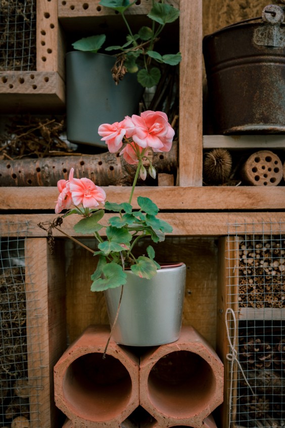 Guerilla Gardening - ShotbySheena