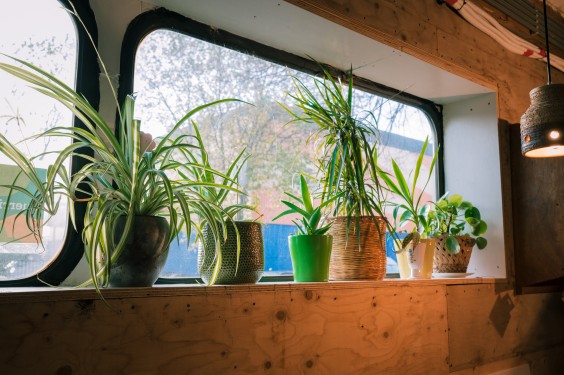 Guerilla Gardening - ShotbySheena