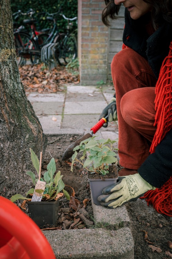 Guerilla Gardening - ShotbySheena