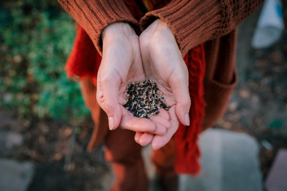 Guerilla Gardening - ShotbySheena