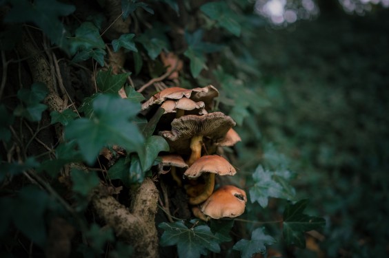 Levenstuinen in Teuge | Fotografie: Sheena Schouwink