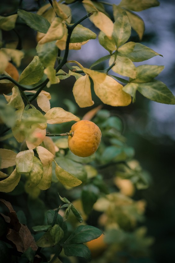 Levenstuinen in Teuge | Fotografie: Sheena Schouwink