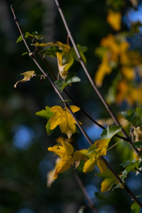 Maximapark Utrecht - ShotbySheena