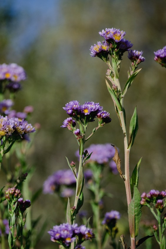 Vlinderhof Utrecht | Fotografie: Sheena Schouwink