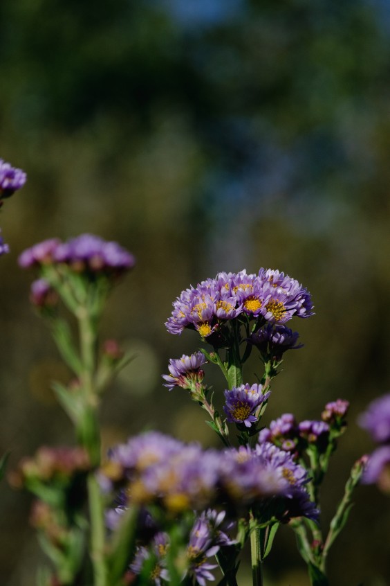 Vlinderhof Utrecht | Fotografie: Sheena Schouwink