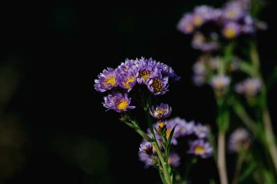 Vlinderhof Utrecht | Fotografie: Sheena Schouwink