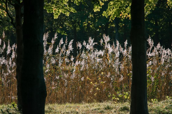 Vlinderhof Utrecht | Fotografie: Sheena Schouwink