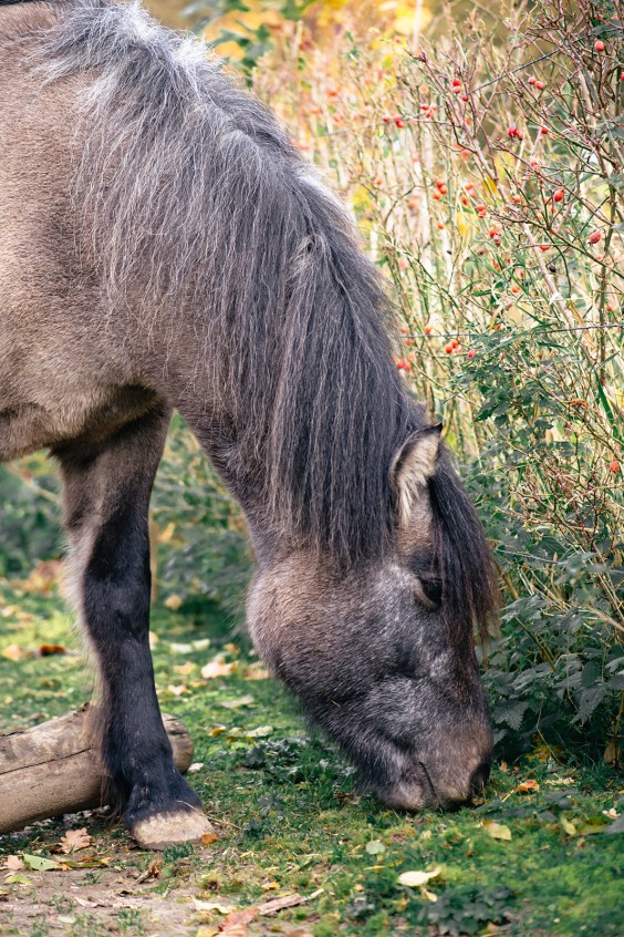 Paardentuin Winssen | Fotografie: Marjon Lukje