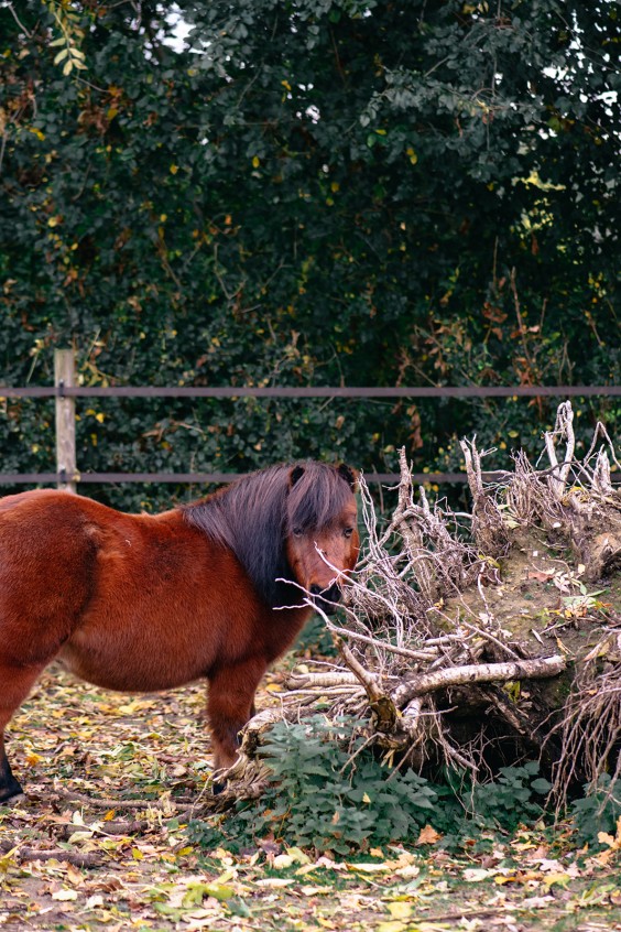 Paardentuin Winssen | Fotografie: Marjon Lukje