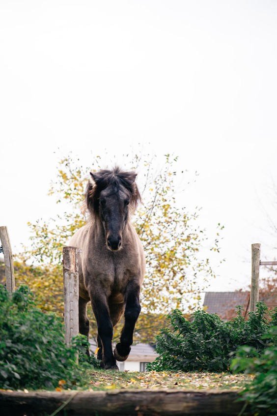 Paardentuin Winssen | Fotografie: Marjon Lukje