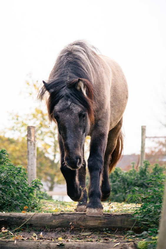 Paardentuin Winssen | Fotografie: Marjon Lukje