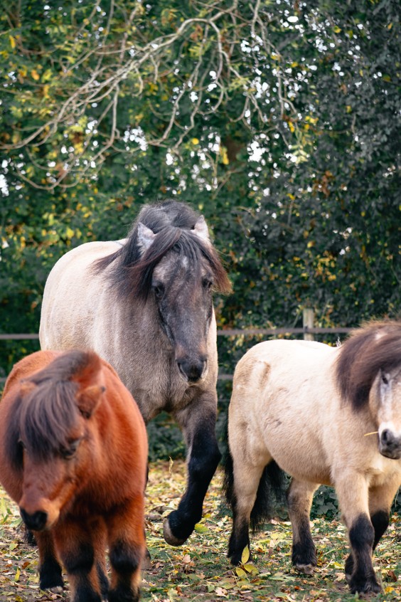 Paardentuin Winssen | Fotografie: Marjon Lukje