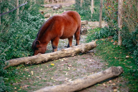 Paardentuin Winssen | Fotografie: Marjon Lukje