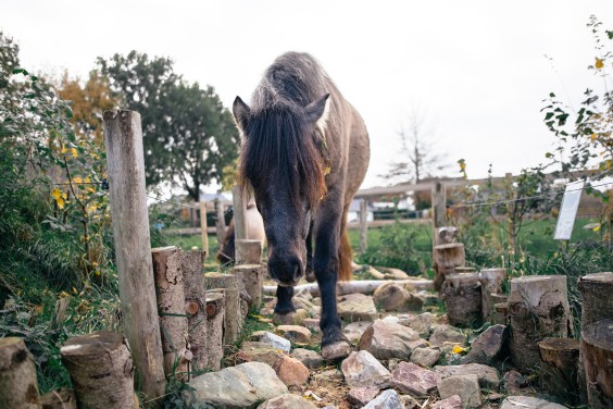 Paardentuin Winssen | Fotografie: Marjon Lukje