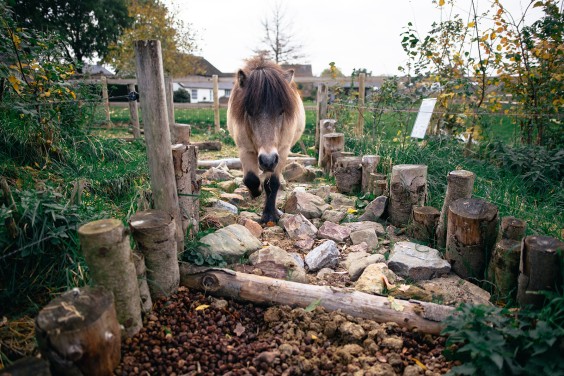 Paardentuin Winssen | Fotografie: Marjon Lukje