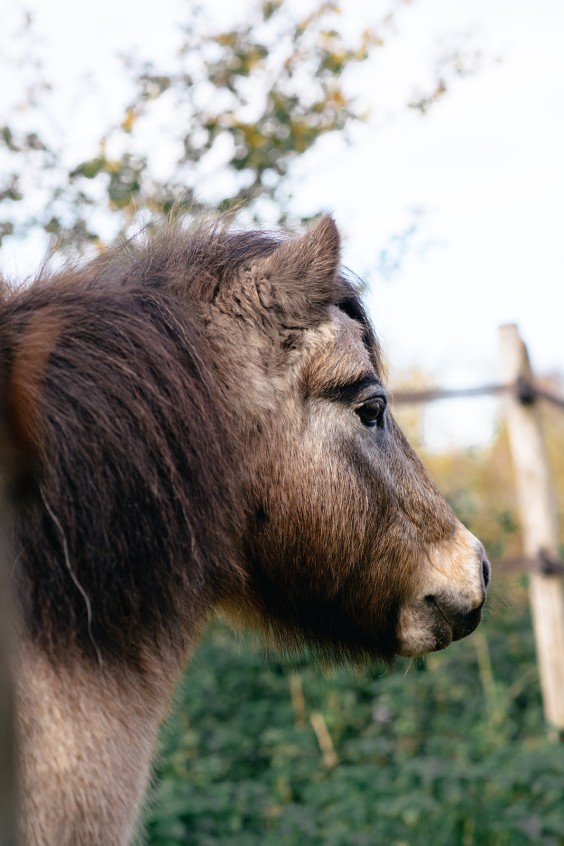 Paardentuin Winssen | Fotografie: Marjon Lukje