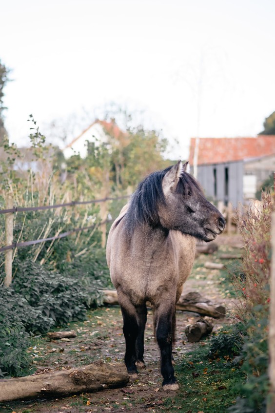 Paardentuin Winssen | Fotografie: Marjon Lukje