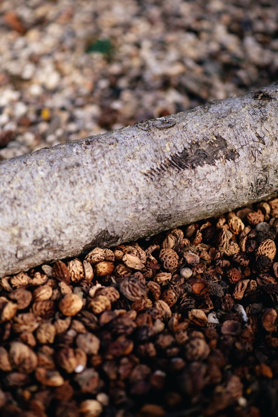 Paardentuin Winssen | Fotografie: Marjon Lukje