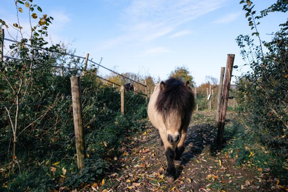 Paardentuin Winssen | Fotografie: Marjon Lukje