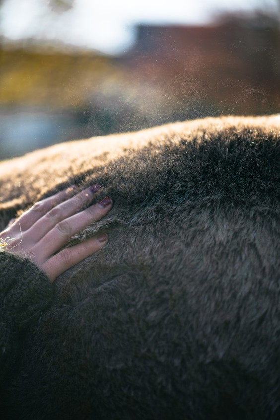 Paardentuin Winssen | Fotografie: Marjon Lukje