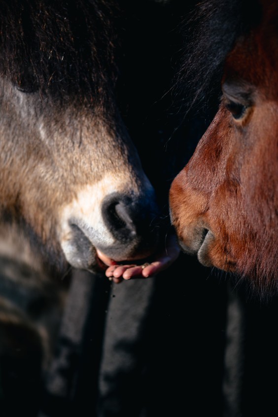 Paardentuin Winssen | Fotografie: Marjon Lukje