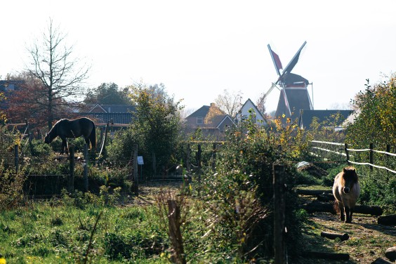 Paardentuin Winssen | Fotografie: Marjon Lukje