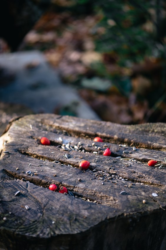 Paardentuin Winssen | Fotografie: Marjon Lukje