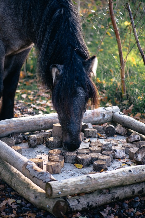 Paardentuin Winssen | Fotografie: Marjon Lukje