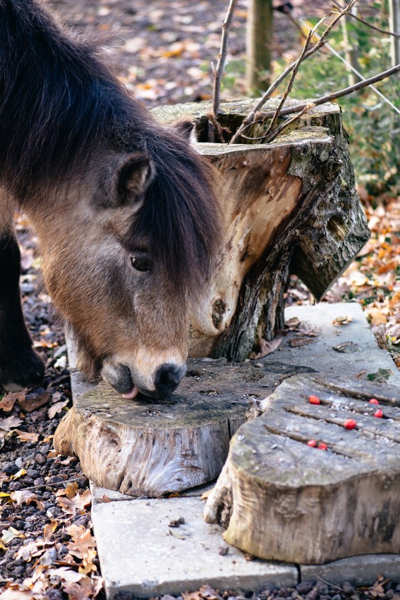 Paardentuin Winssen | Fotografie: Marjon Lukje
