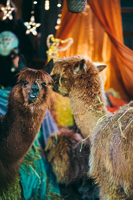 Alpaca's op de boerderij in Lemelerveld | Fotografie: Marjon Lukje
