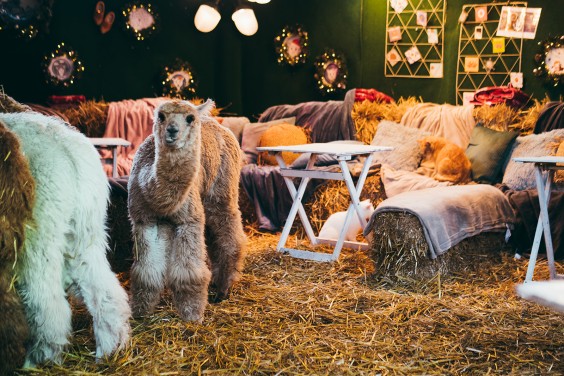 Alpaca's op de boerderij in Lemelerveld | Fotografie: Marjon Lukje