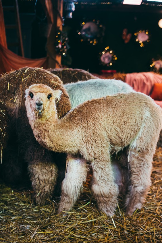 Alpaca's op de boerderij in Lemelerveld | Fotografie: Marjon Lukje