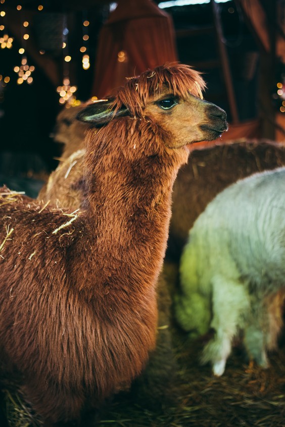 Alpaca's op de boerderij in Lemelerveld | Fotografie: Marjon Lukje