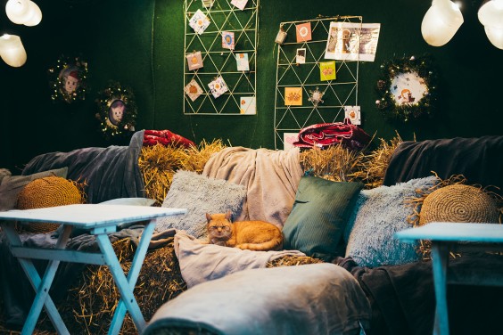 Naast alpaca's worden er ook veel andere dieren opgevangen | Fotografie: Marjon Lukje