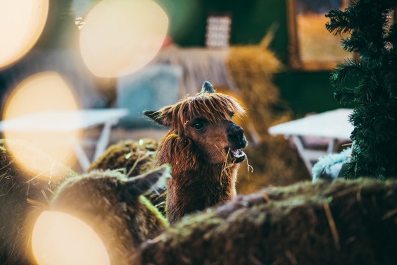 Sommige dieren blijven bij op de boerderij, maar sommige dieren kunnen na een tijdje geadopteerd worden. | Fotografie: Marjon Lukje
