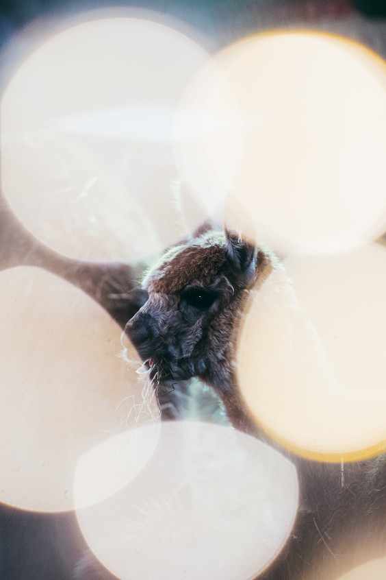 Sommige dieren blijven bij op de boerderij, maar sommige dieren kunnen na een tijdje geadopteerd worden. | Fotografie: Marjon Lukje