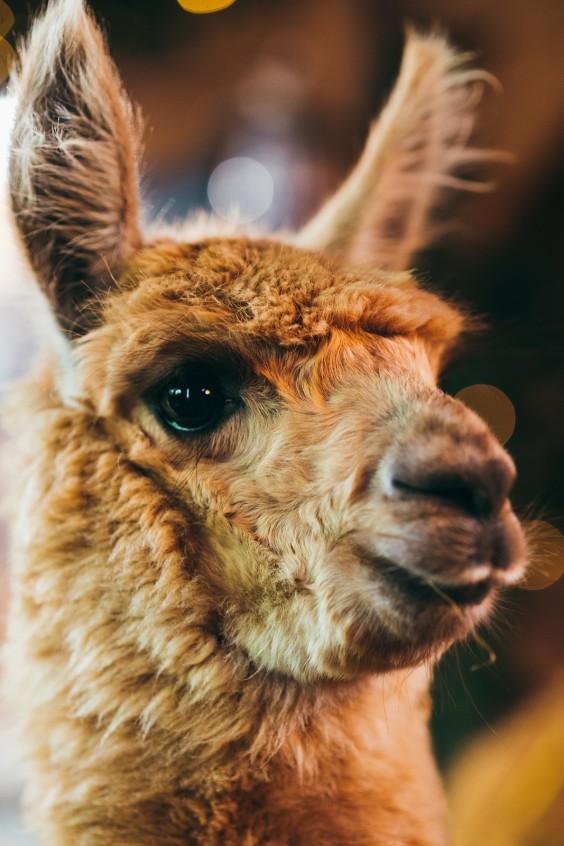 Sommige dieren blijven bij op de boerderij, maar sommige dieren kunnen na een tijdje geadopteerd worden. | Fotografie: Marjon Lukje
