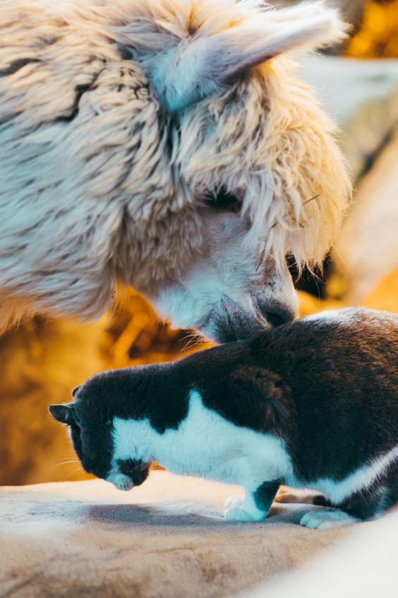 Naast alpaca's worden er ook veel andere dieren opgevangen | Fotografie: Marjon Lukje