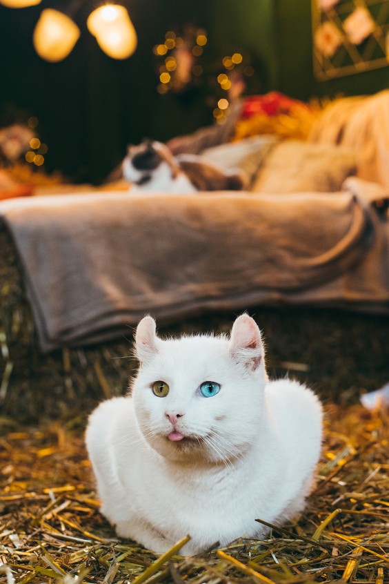Naast alpaca's worden er ook veel andere dieren opgevangen | Fotografie: Marjon Lukje